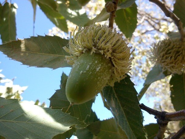 توقیف کامیون حامل ۳ تن بذر بلوط بدون مجوز در خرم‌آباد