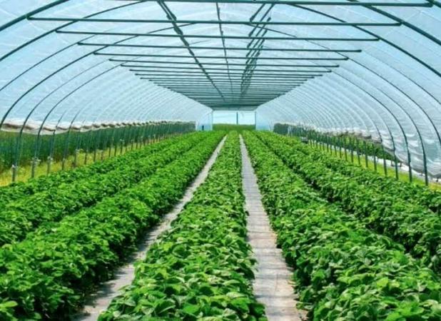 توسعه گلخانه های فارس با مشارکت مردم و حمایت جهاد