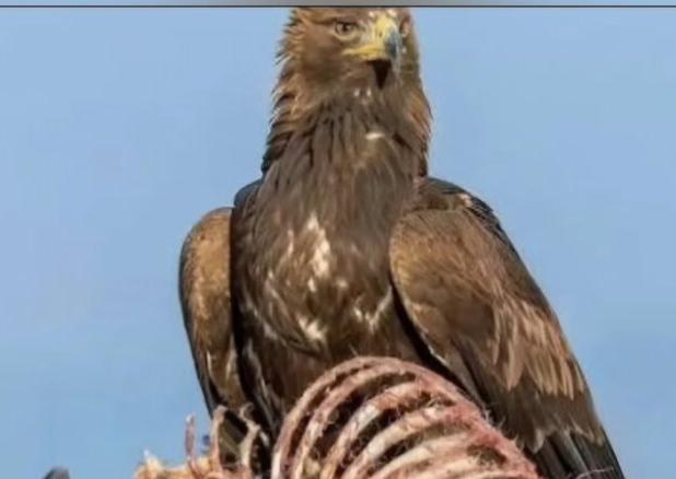 تغذیه عقاب طلایی از لاشه شکار پلنگ در پارک ملی صیدوا