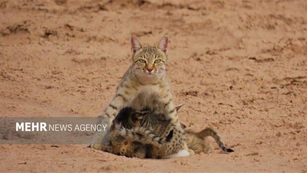بازگشت گربه‌ وحشی به طبیعت در بندرلنگه