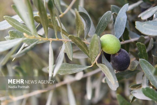 بهره‌گیری از آموزش‌های نوین باعث افزایش بهره‌وری در بخش کشاورزی می شود
