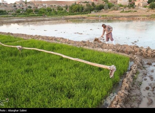 امسال ۱.۸ میلیون تن برنج در کشور تولید می شود