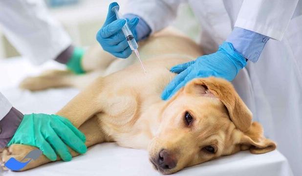 واکسیناسیون سگ‌های صاحبدار در مانور کنترل هاری خاش