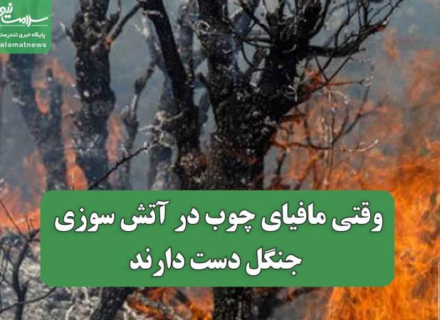 وقتی مافیای چوب در آتش سوزی جنگل دست دارند