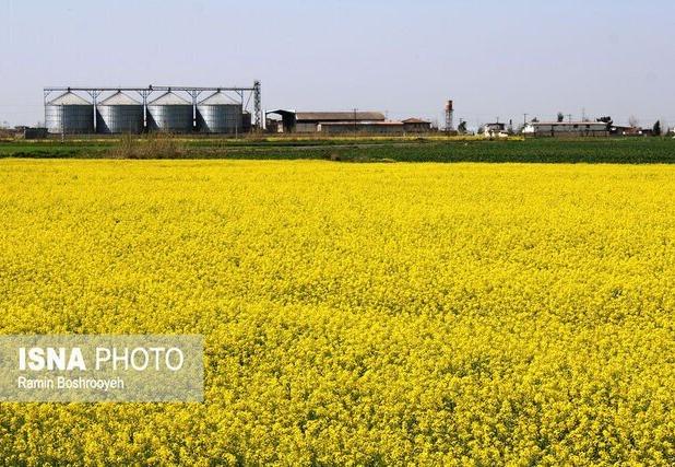 فعالیت ۸۰ تشکل و تعاونی کشاورزی در البرز