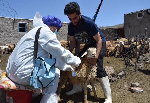 انجام واکسیناسیون رایگان تب برفکی در دامهای روستایی و عشایری استان اردبیل تا پایان سال