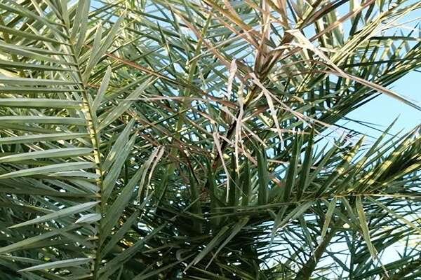 تامین خوراک دام ها با استفاده از سیلاژ برگ خرمای جنوب کرمان