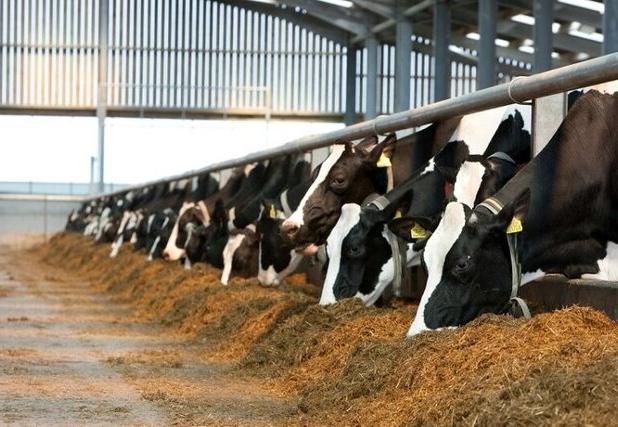 با فناوری تولید جنین دام می‌توان در ۵ سال به خودکفایی گوشت رسید