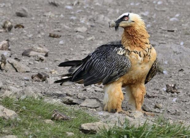 مشاهده مجدد همای سعادت در منطقه حفاظت‌شده قیصری