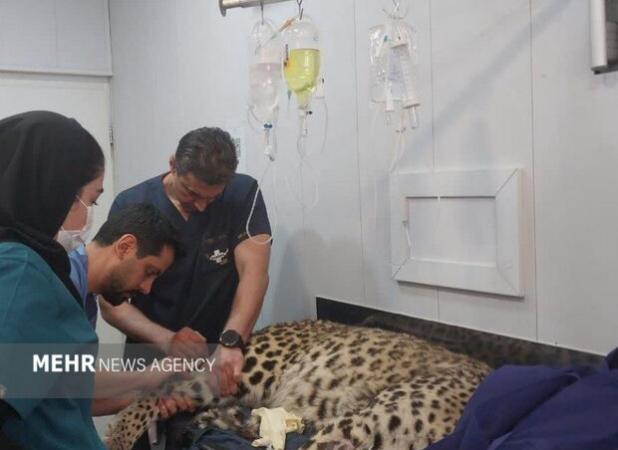 حال پلنگ مرکز باز پروری کلاه قاضی خوب نیست
