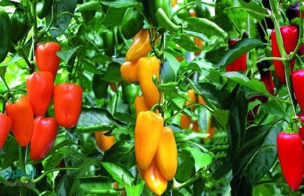 پیش‌بینی برداشت بیش از ۱۳ هزار تن محصولات گلخانه‌ای در زهک