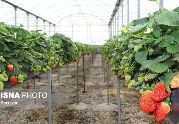 سرپرست مدیریت باغبانی سازمان جهاد کشاورزی استان: زنجان توانایی تبدیل‌ شدن به قطب تولید محصولات گلخانه‌ای را دارد