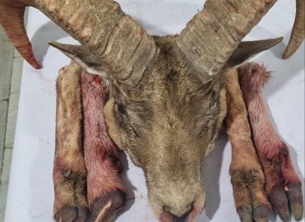 دستگیری شکارچیان متخلف و کشف لاشه گوسفند وحشی در شاهرود