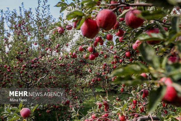 صدور شناسنامه برای باغات لرستان به بیش از ۲۰ هزار هکتار می‌رسد