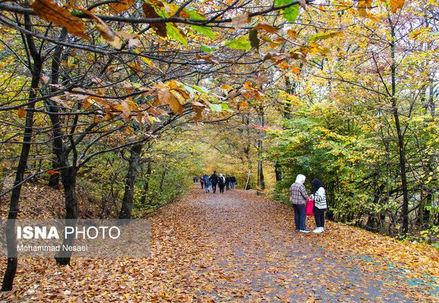 نفس عمیق در دل جنگل‌های گلستان/مسیرهای رویایی برای پیاده‌روی صبح جمعه