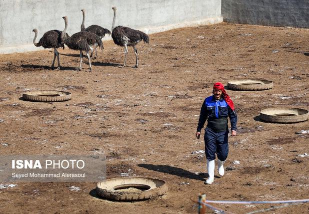 نبود کشتارگاه صنعتی چالش مهم پرورش شترمرغ در سیستان وبلوچستان