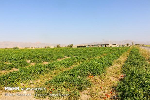 کاشت گوجه‌فرنگی در مزارع استان بوشهر آغاز شد