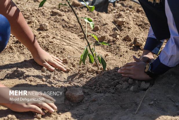 آینده سبز شاهرود با تولید نهال