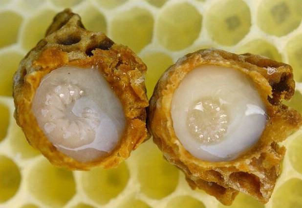 ژل رویال ، امید تازه محققان برای باروری مردان