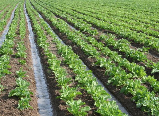 اصلاح الگوی کشت در استان یزد امری اجتناب ناپذیر است