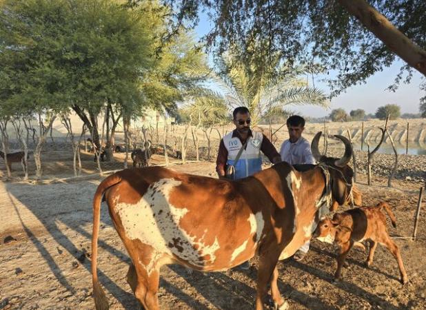 فعال‌سازی پنج واحد قرنطینه دامی در محدوده مرزی چابهار