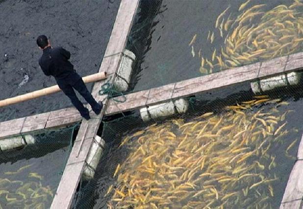 برآورد تولید ۶۴۵۵ تن ماهیان گرمابی در کرمانشاه/ نیمی از تولیدات روانه عراق می‌شود