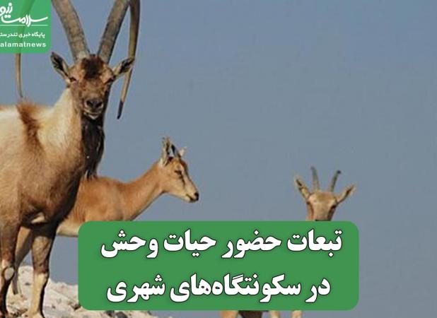 تبعات حضور حیات وحش در سکونتگاه‌های شهری