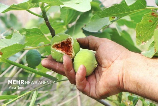 انجیر ایلام؛ سرمایه طبیعی که به زیرساخت و برندسازی نیاز دارد