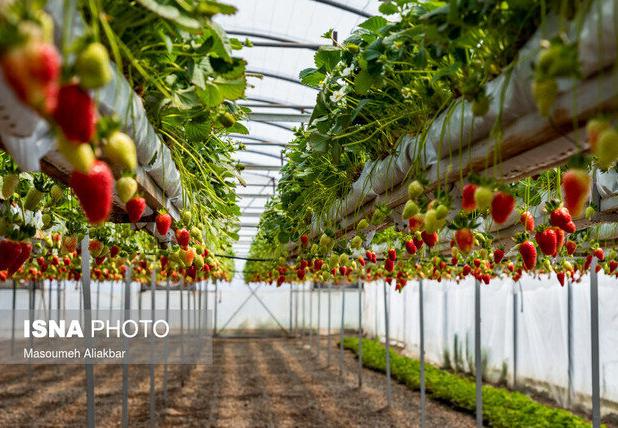 آغاز برداشت محصولات گلخانه‌ای دشت‌عباس ظرف ۲۰ روز آینده