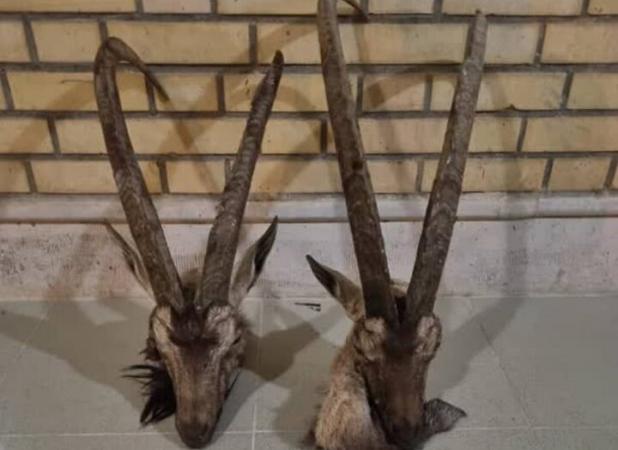 متخلفان شکار غیرمجاز در دشتی دستگیر شدند