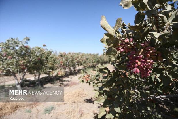 برداشت پسته در شهرستان بدره آغاز شد