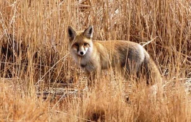 مرگ کودک ۳ ساله در کبودرآهنگ بر اثر گزش روباه هار