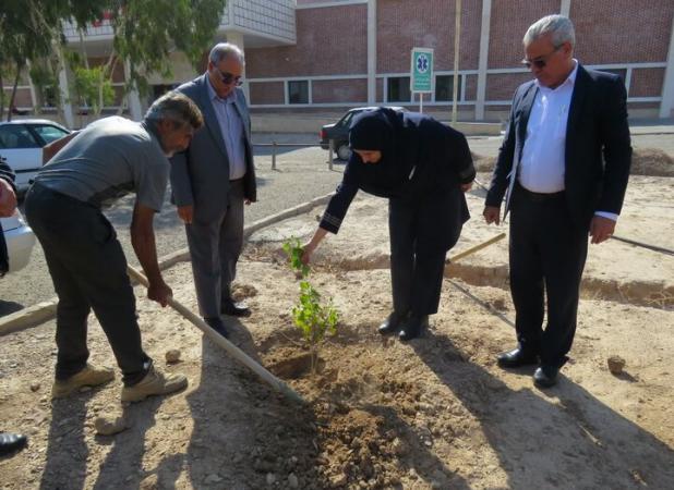 اجرای پویش درختکاری در ۸ نقطه استان سمنان به مناسبت روز پدر