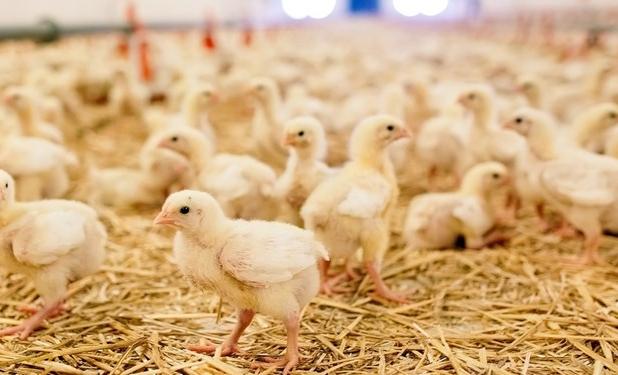 ‌تامین نیاز مرغ کشور با 130میلیون قطعه‌ جوجه‌ریزی ‌