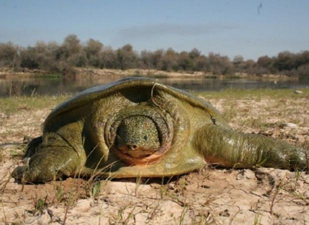  خطر انقراض لاک‌پشت «فراتی» ایران را تهدید می‌کند