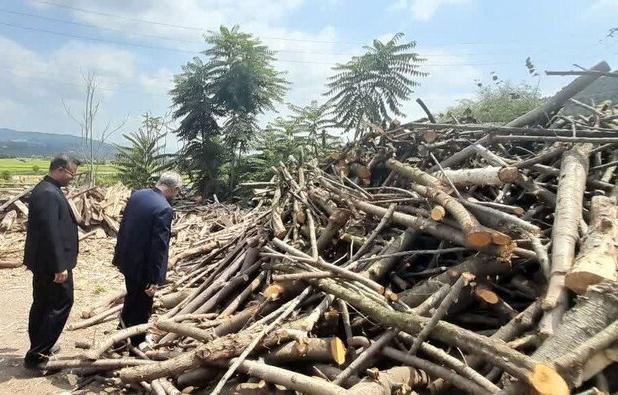 بازدید دادستان ساری از مراکز دپوی چوب و پارکینگ