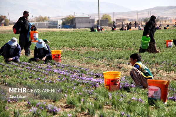 کردی: ۲۴۵ کیلوگرم زعفران از مزارع تفتان برداشت شد