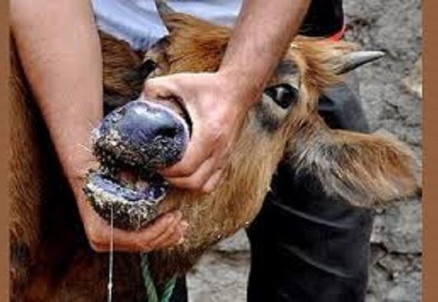 کنترل شیوع بیماری تب برفکی دام در فارس/آلودگی در حیات‌وحش و دام عشایر مشاهده نشده است