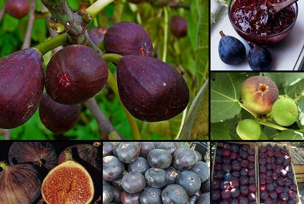 باروری درختان انجیر جهرم توسط زنبورهای «بلاستوفاگا»