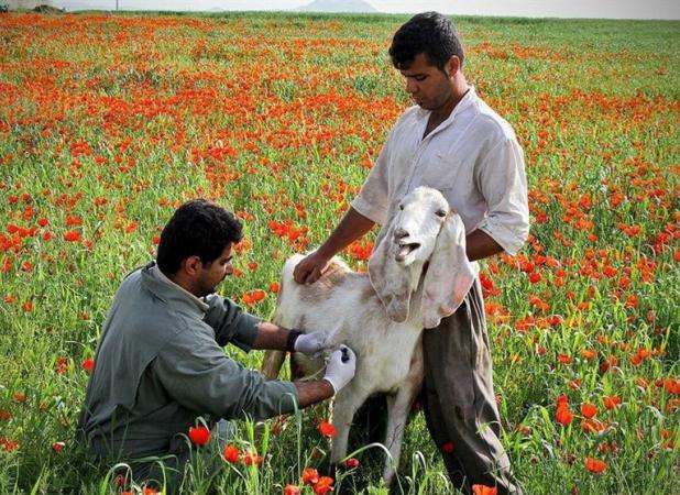 واکسن تب برفکی ایرانی؛ نتیجه ۵ سال تحقیق دانشمندان هسته‌ای