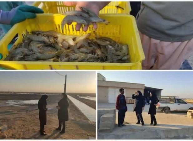 ۴۸۰۰ تن میگو از سایت‌های  شیف و بامداد برداشت شد