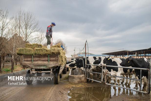 چالش جدی نهاده‌های دامی در قم ؛ هشدار افزایش کشتار یا فروش دام مولد