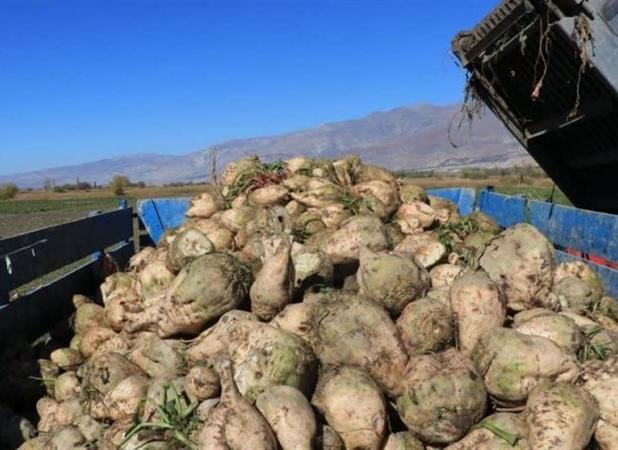 رکورد کشت چغندرقند در ایران شکسته شد