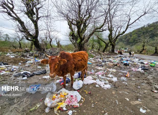 ۱۱ راننده متخلف در آستانه اشرفیه به مراجع قضایی معرفی شدند