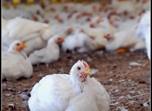 مدیر جهاد کشاورزی ایلام: جوجه‌ریزی در مرغداری‌های استان ۲۶.۲ درصد رشد داشته است