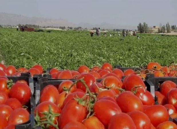 گوجه فرنگی  تا ۱۰ روز آینده به قیمت قبل بر می‌گردد