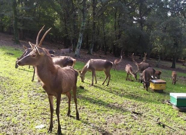 مشاهده و ثبت یک رأس گوزن زرد ایرانی متولد سال جاری در سایت فندقلو