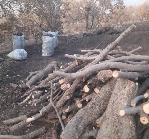 دستگیری متخلفان قطع درختان جنگلی در منطقه سبزکوه