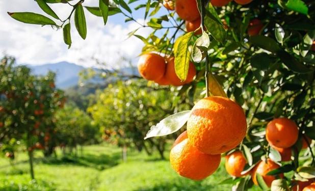 درخواست خسارت از دولت برای حمایت از باغداران