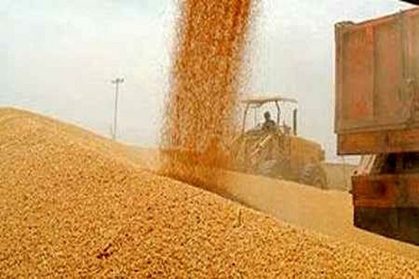 خرید یک میلیون تن گندم ازکشاورزان خوزستانی